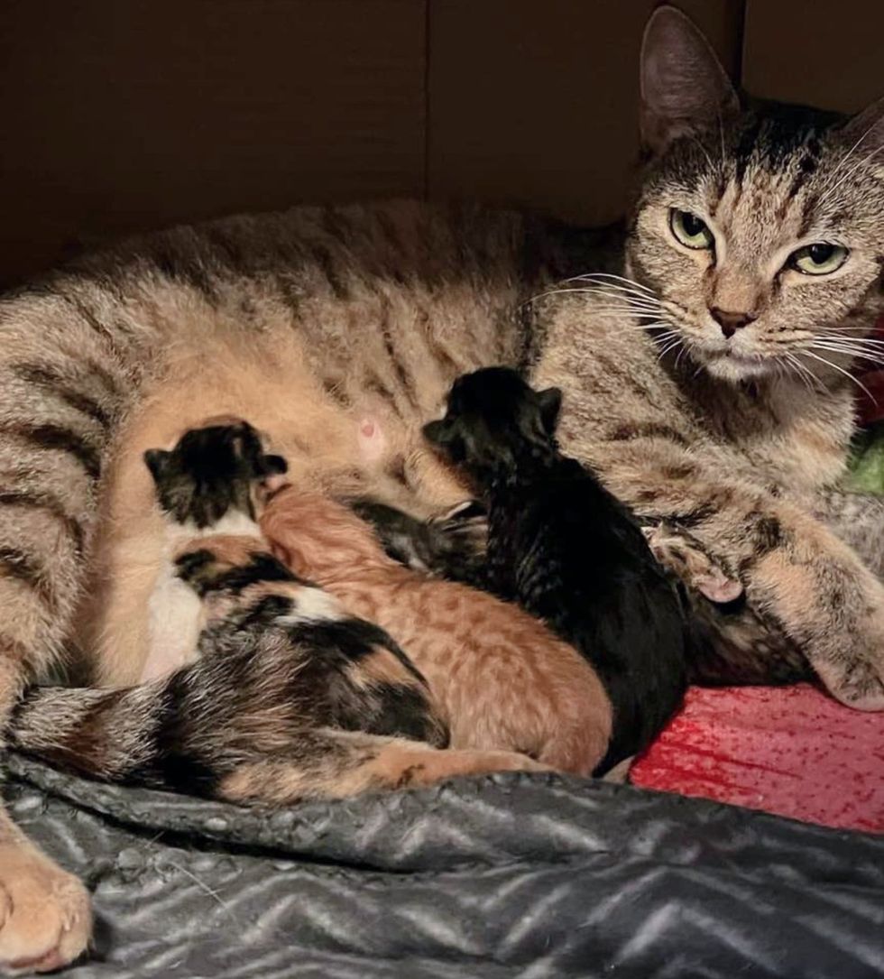 tabby cat nursing kittens
