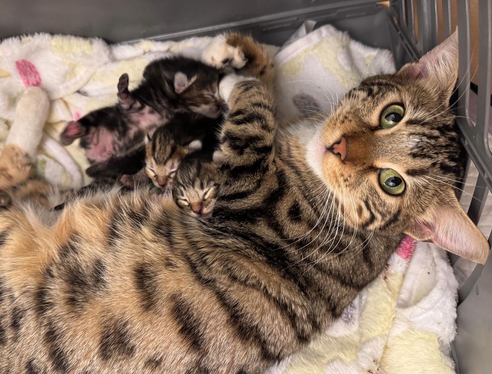 tabby cat nursing kittens
