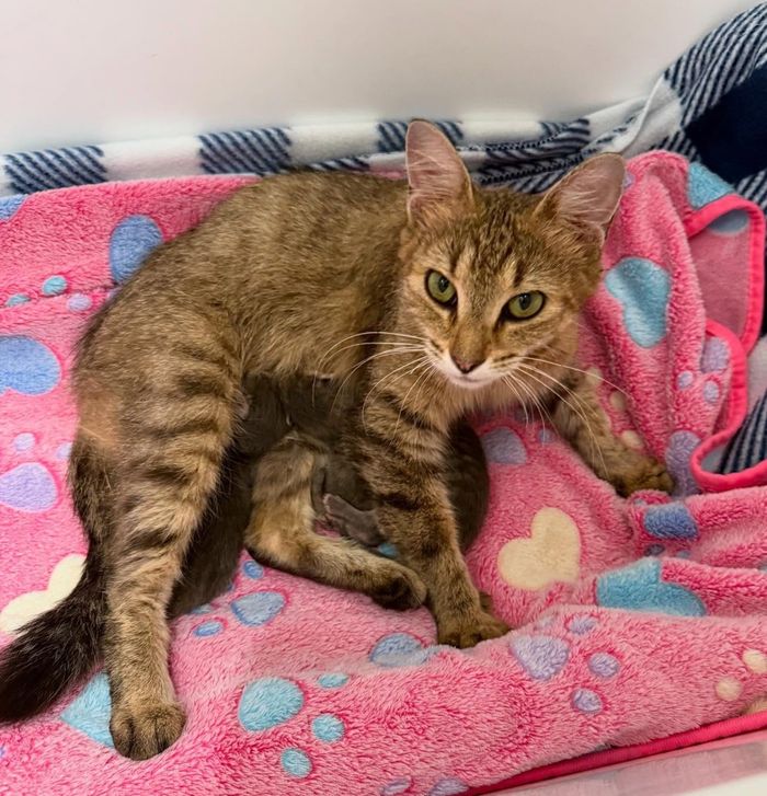 tabby cat nursing kittens
