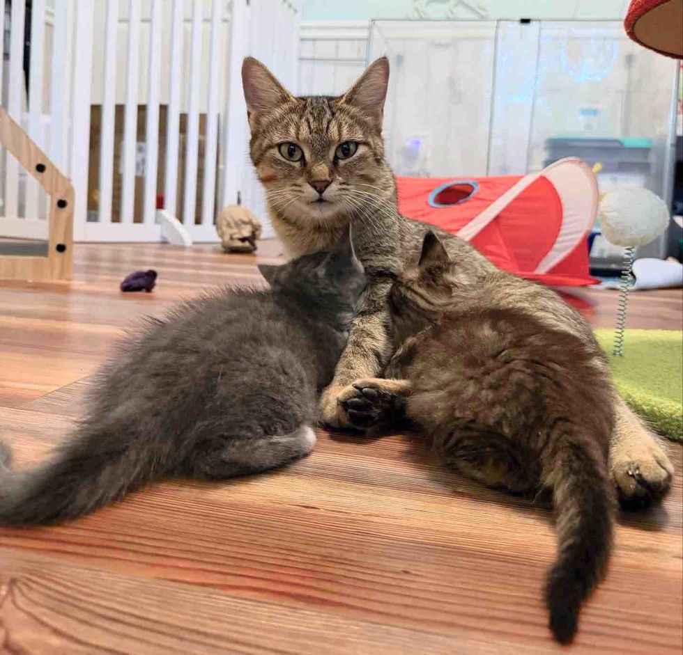 tabby cat nursing kittens