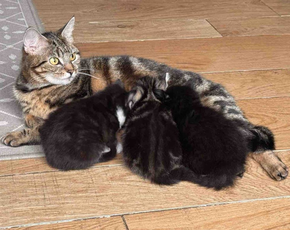 tabby cat nursing kittens
