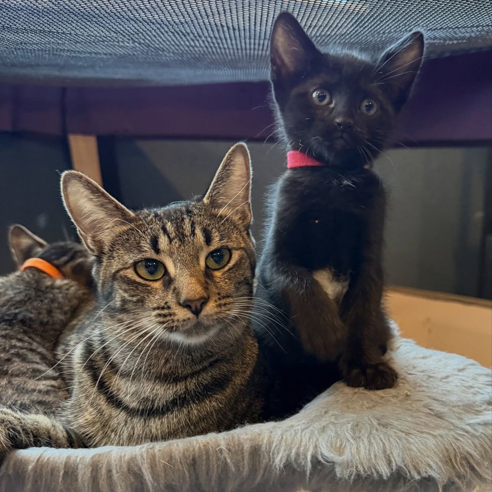 tabby cat panther kitten