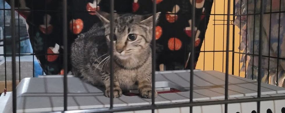 Tabby cat peering through the bars of a wire crate, ears alert, near a mushroom-print curtain.