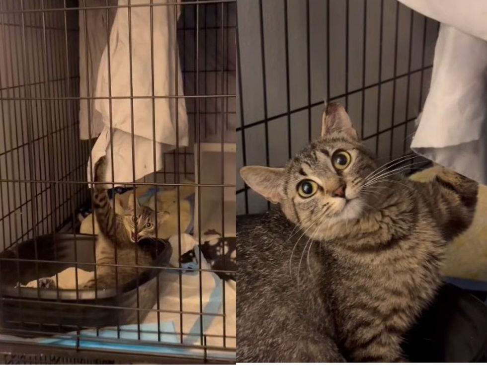 Tabby cat peering through the bars of a wire crate meowing because her claw was stuck on a bed sheet.