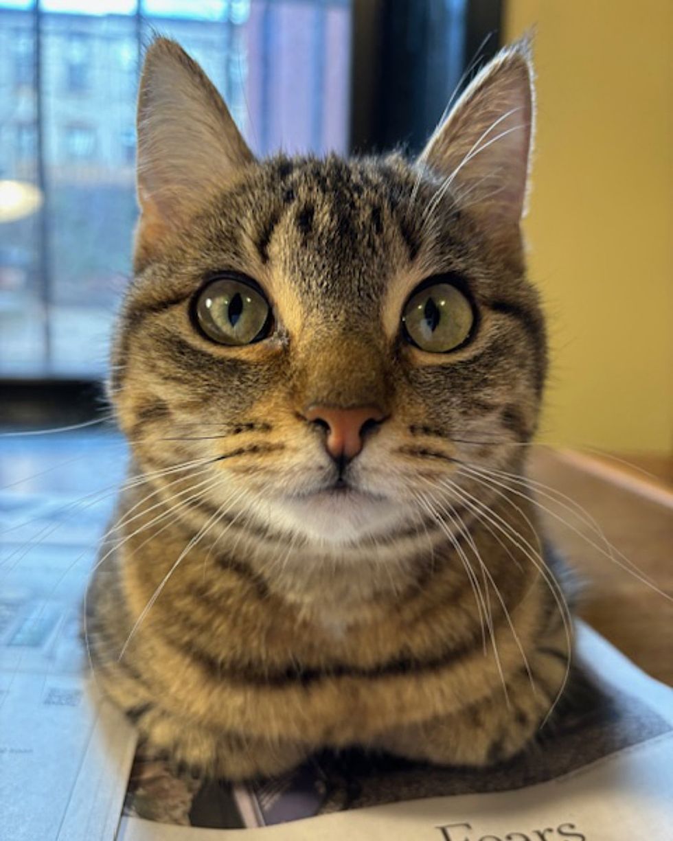 tabby cat perfect loaf
