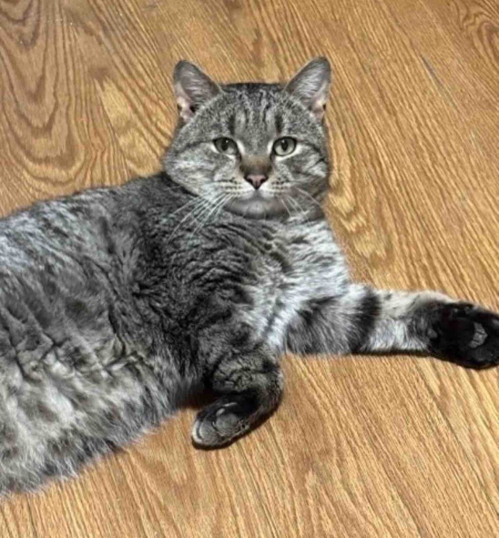 tabby cat resting on wood floor