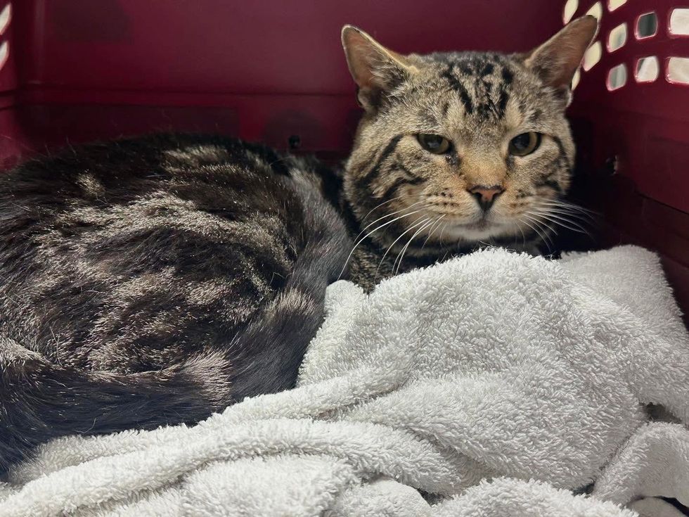 tabby cat safe rescued