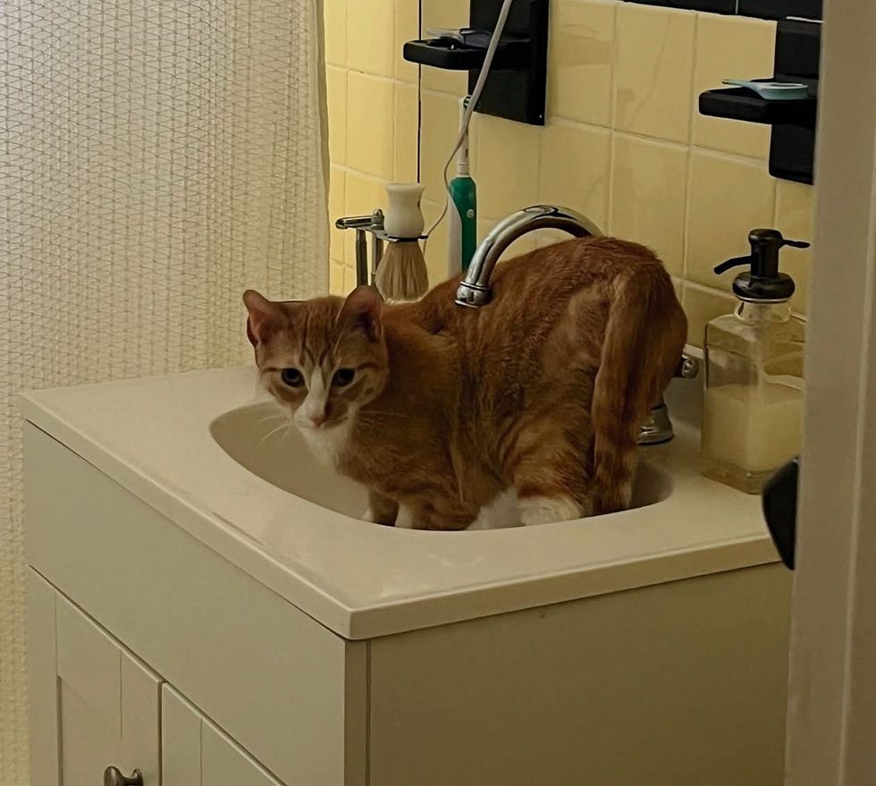tabby cat sink kitty