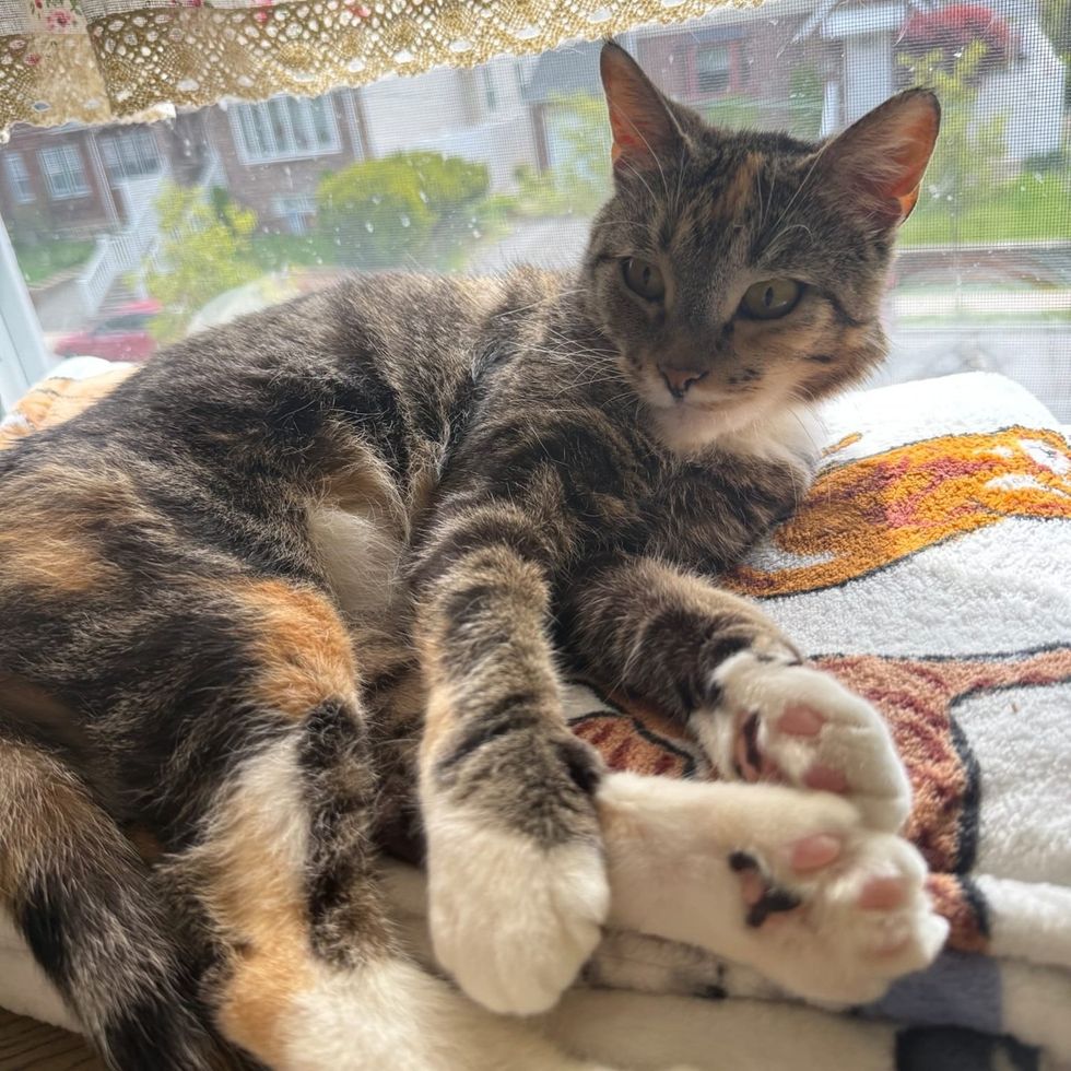 tabby cat sitting by the window enjoying warm home