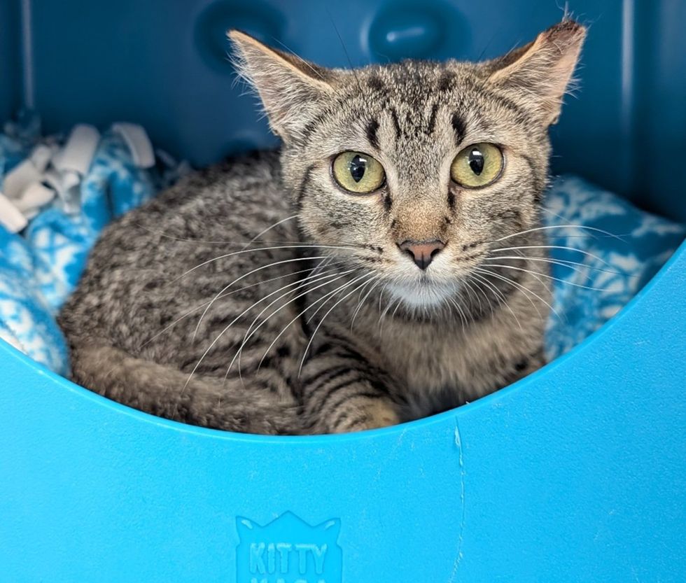 Tabby cat sitting inside a blue carrier, looking directly at the camera with wide eyes.