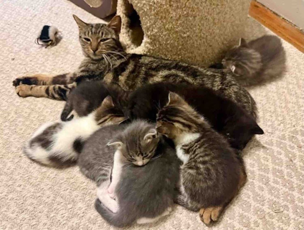 tabby cat sleeping kittens