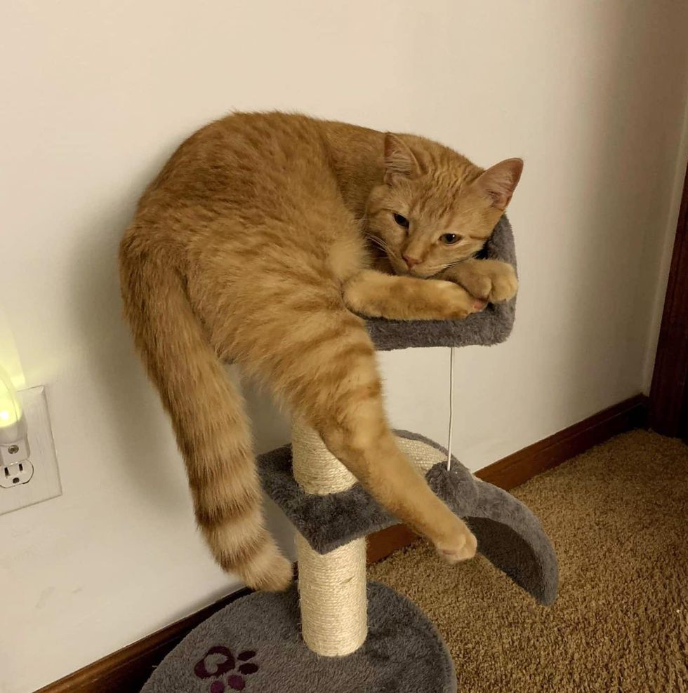 tabby cat small tree