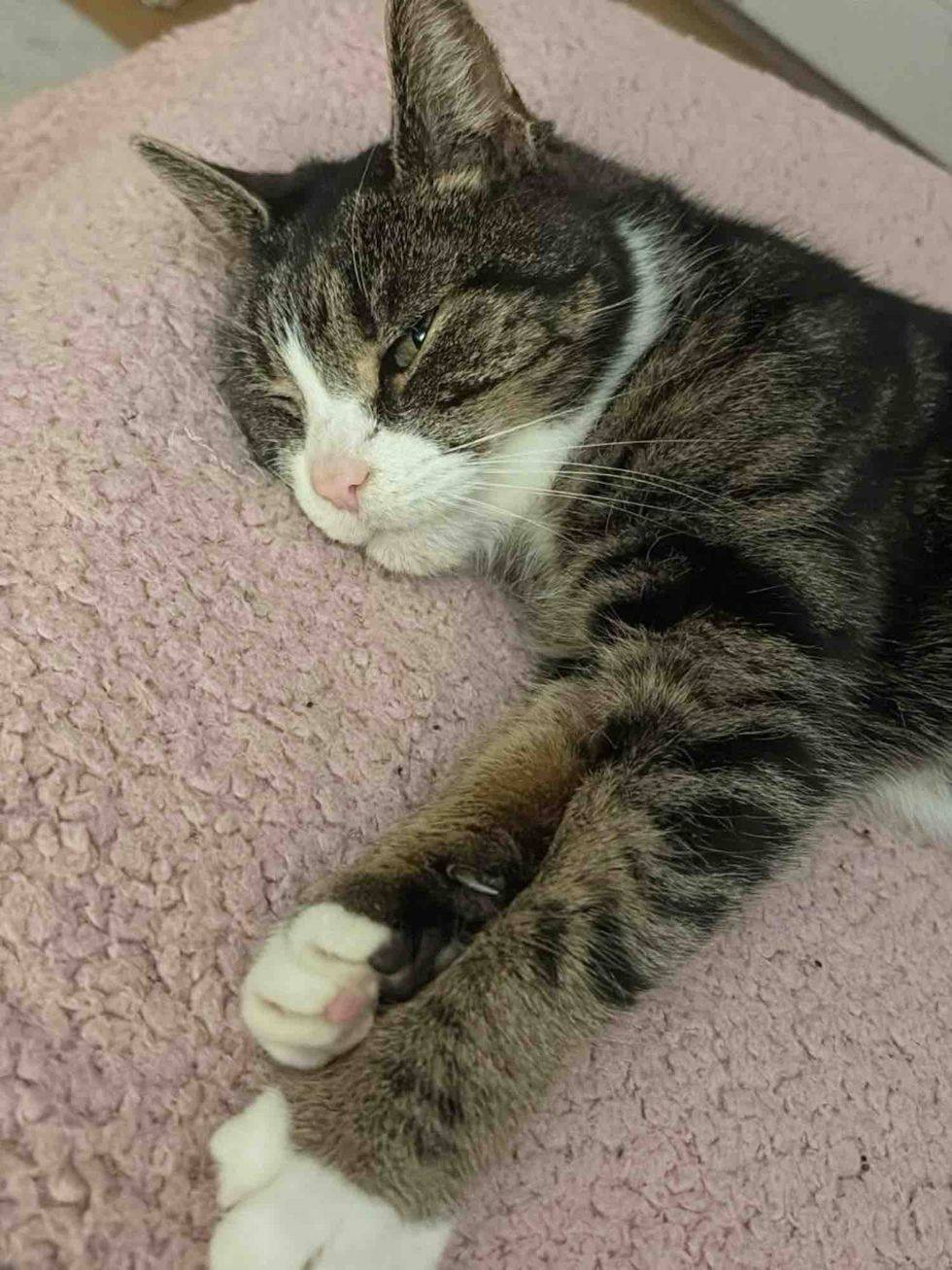 tabby cat snuggles blanket