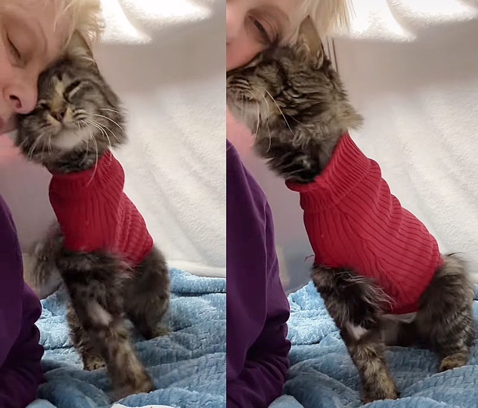 tabby cat snuggles tripawd