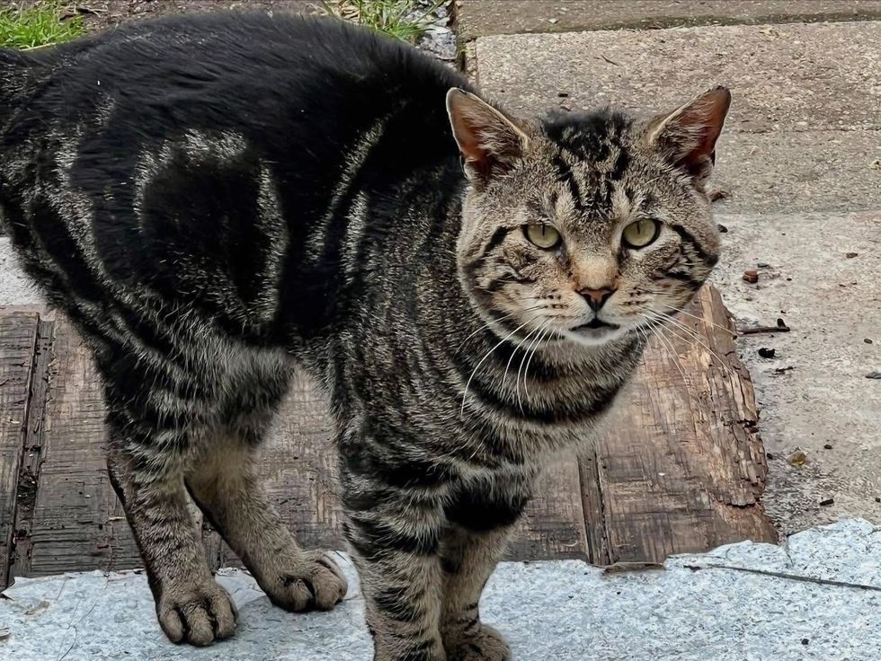tabby cat stray