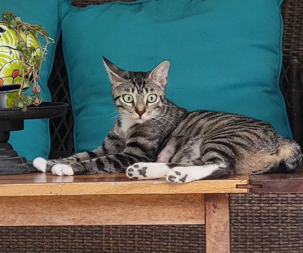 tabby cat sweet bobtail