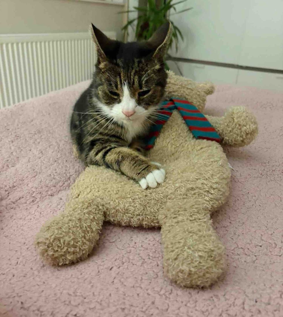 tabby cat teddy bear