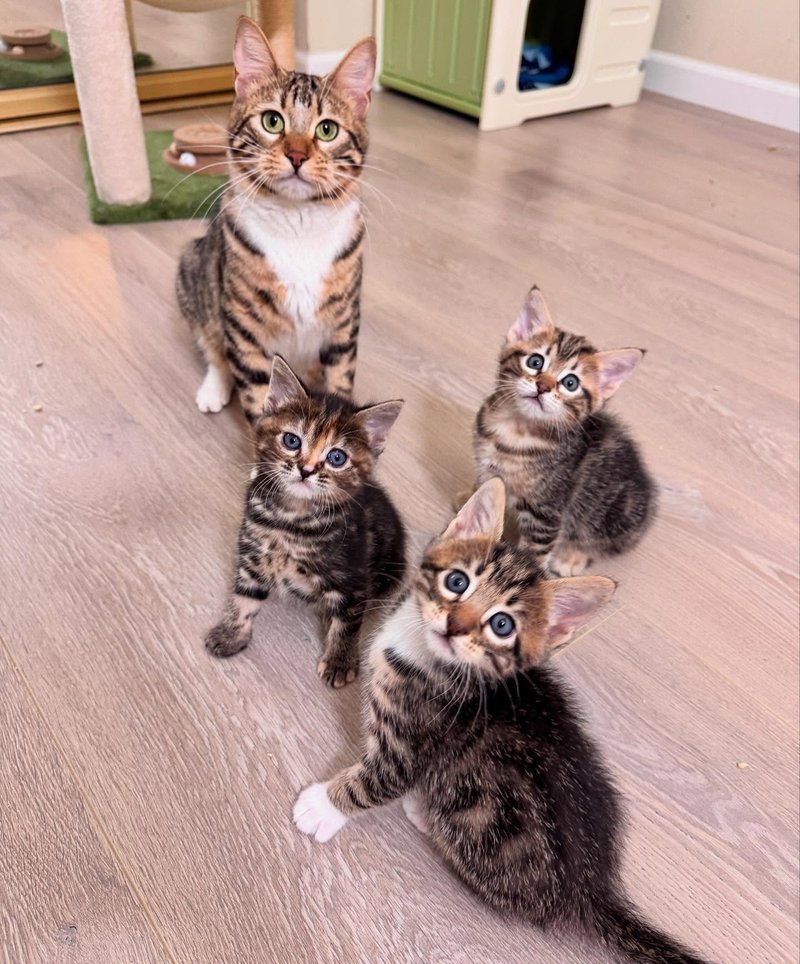 tabby cat three kittens