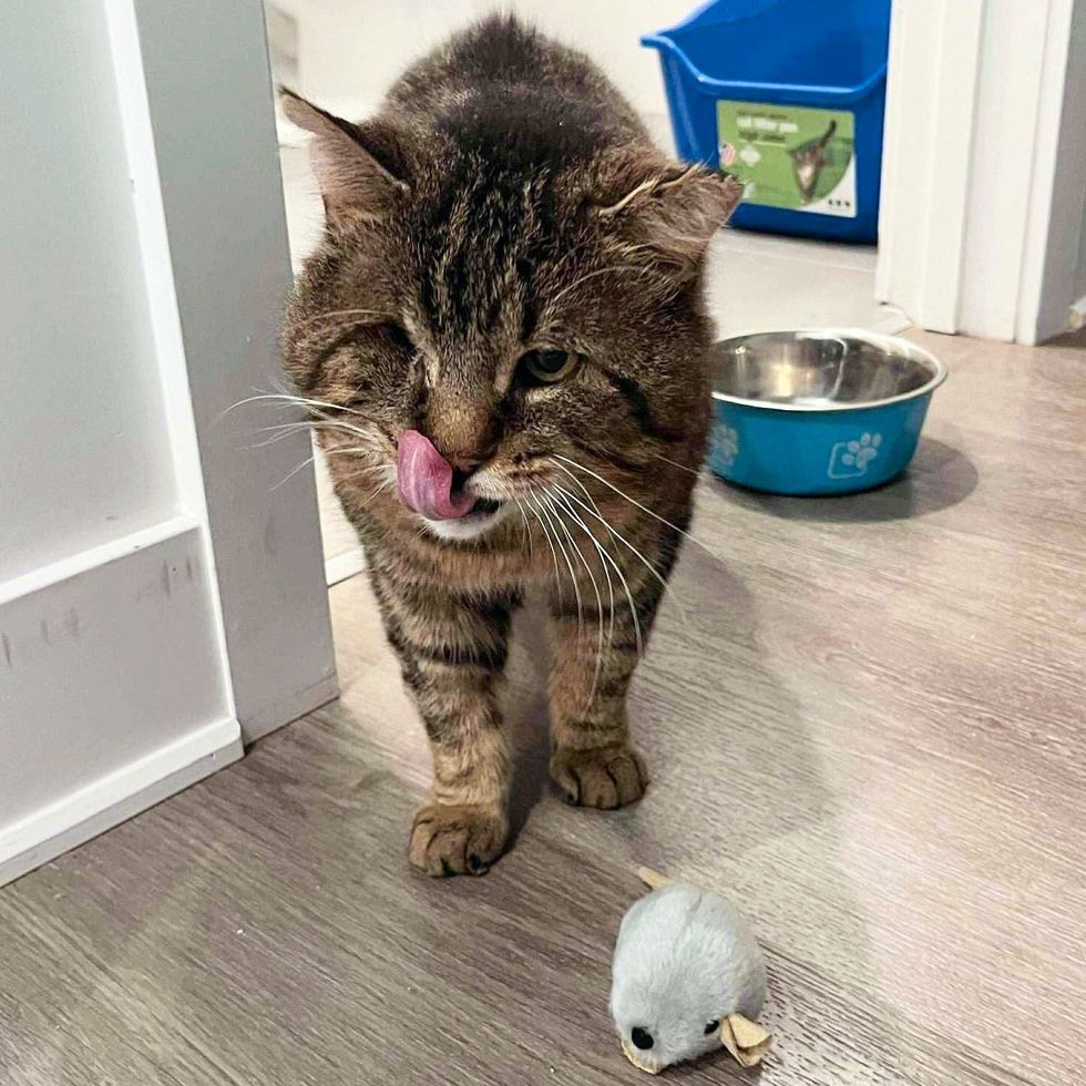 tabby cat tongue eye