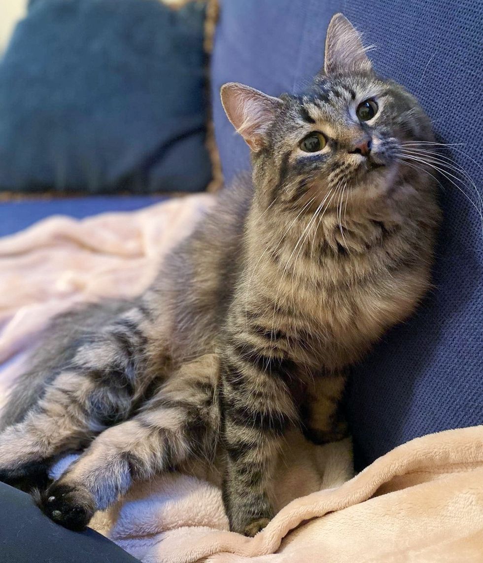 tabby cat touch feet