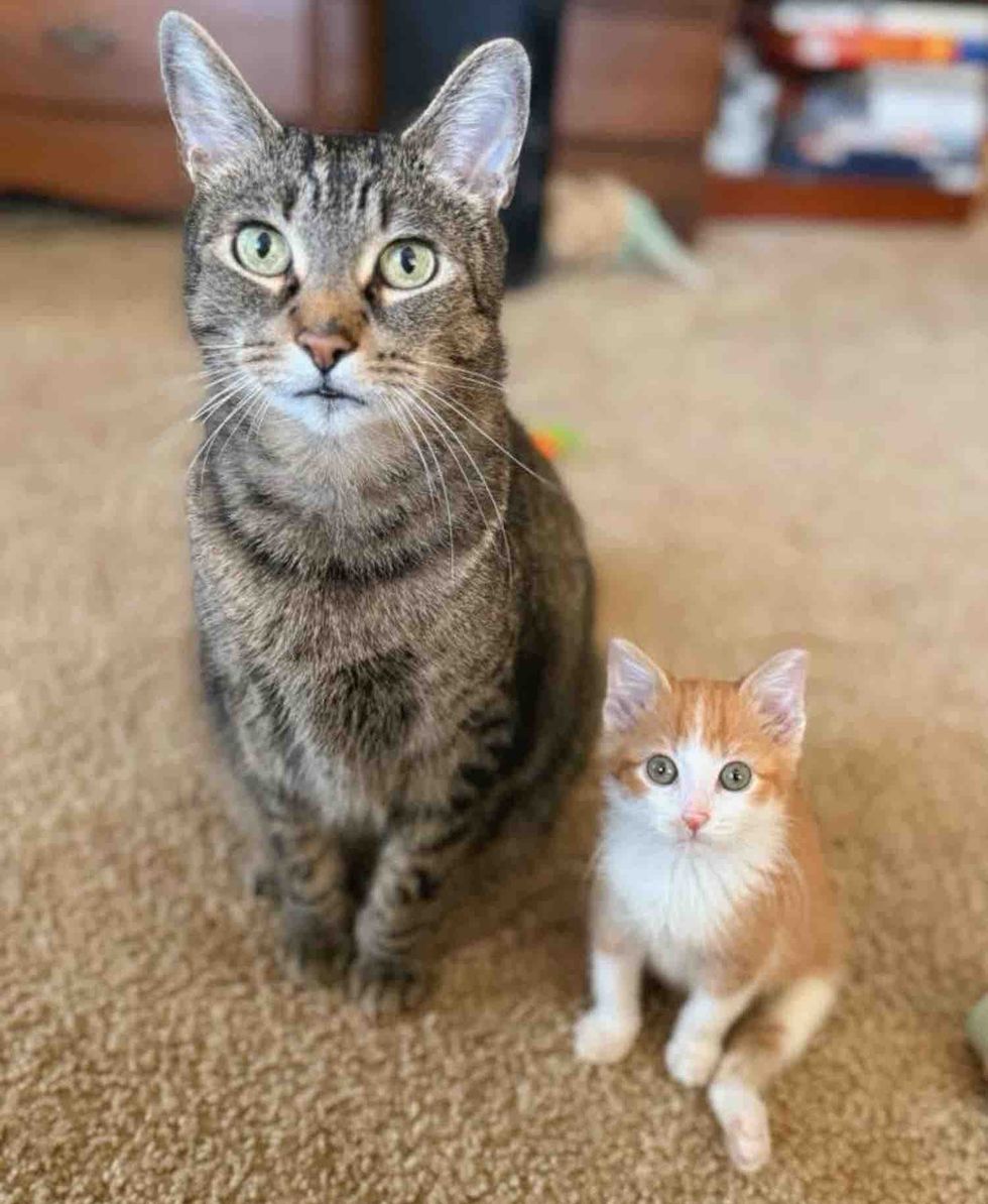 tabby cat tripod kitten
