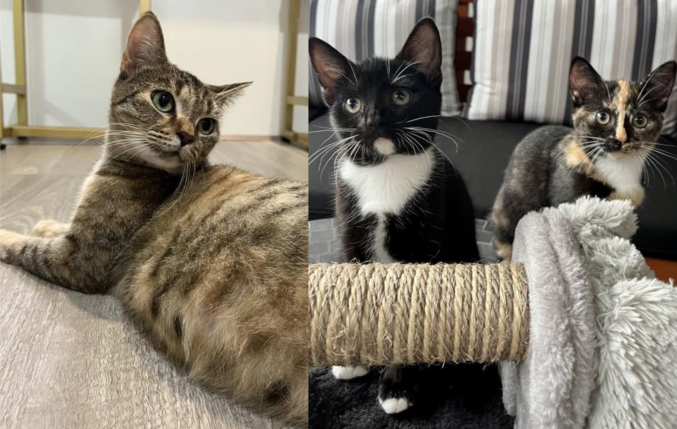 tabby cat tuxedo calico kittens