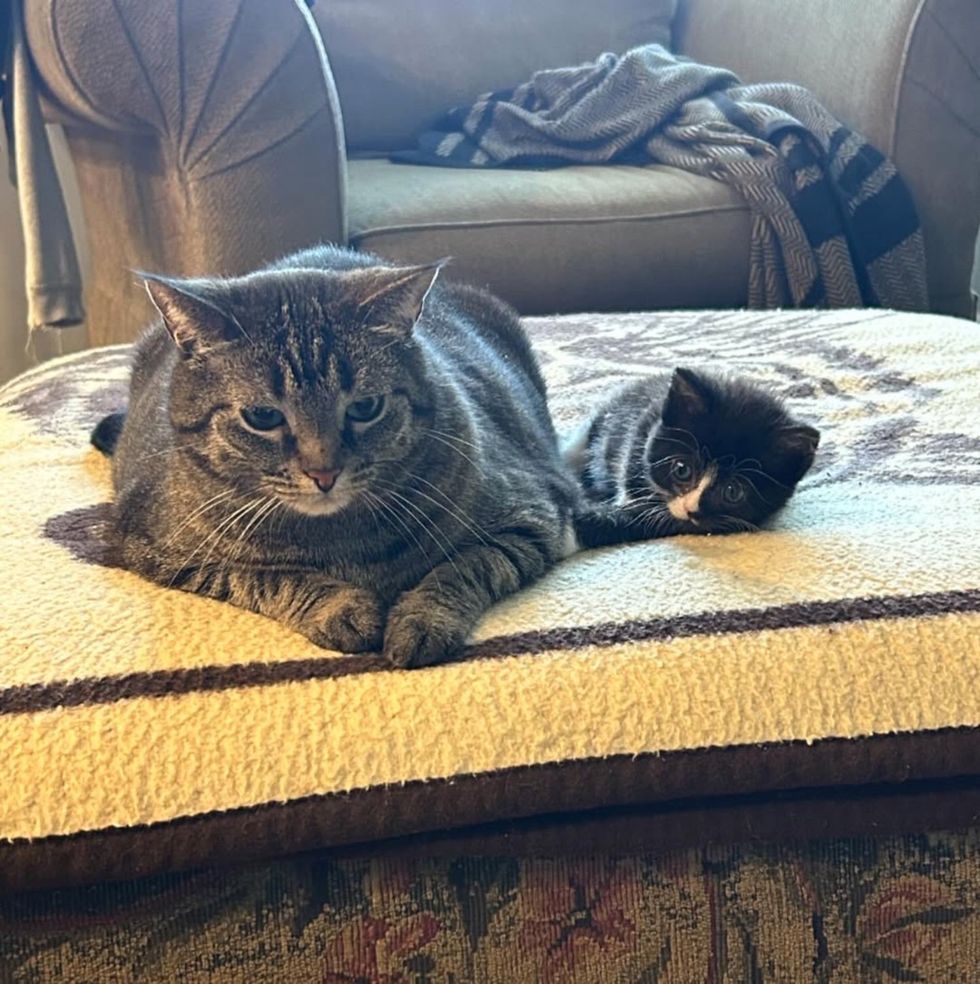 tabby cat tuxedo kitten