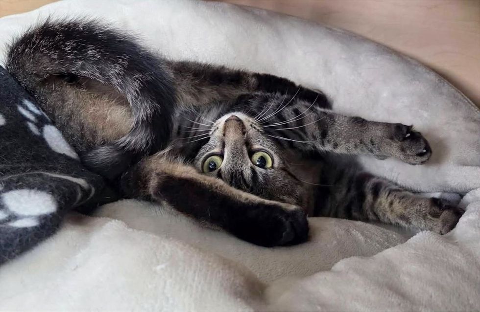 Tabby cat upside down, stretching with paws extended, looking back over her shoulder.