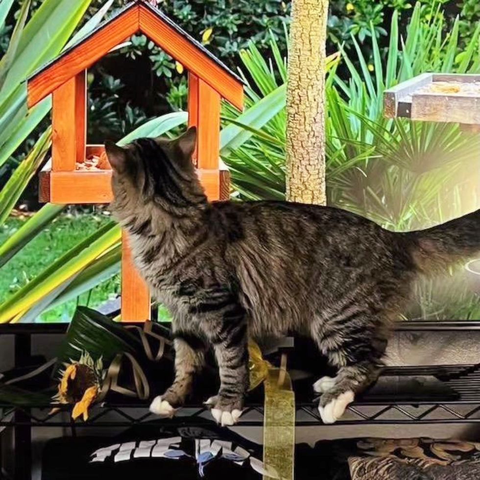 tabby cat watching tv