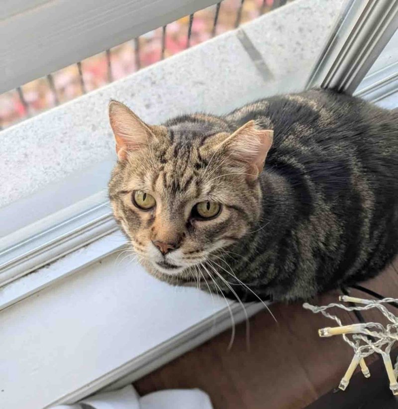 tabby cat window watching