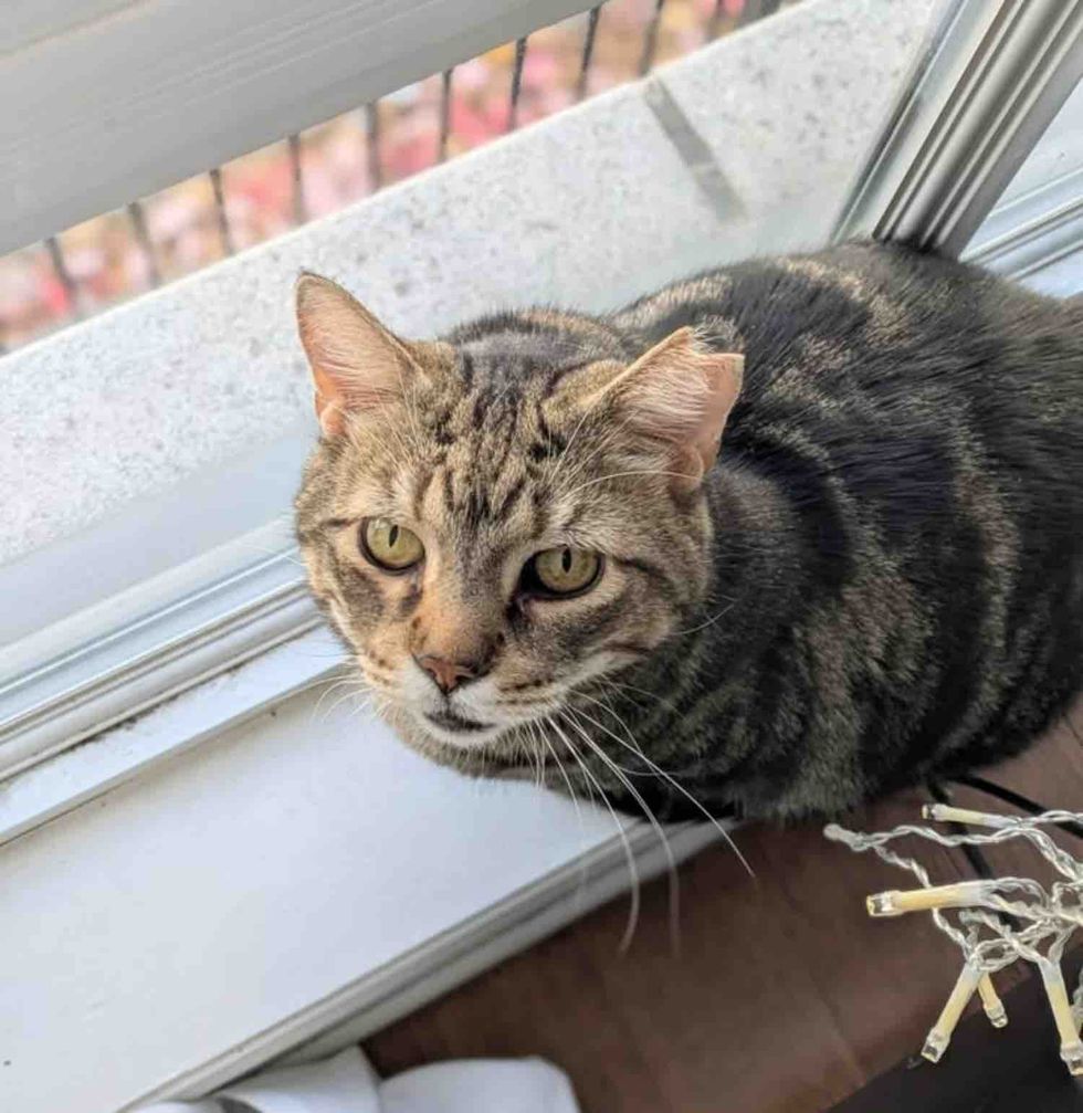 tabby cat window watching