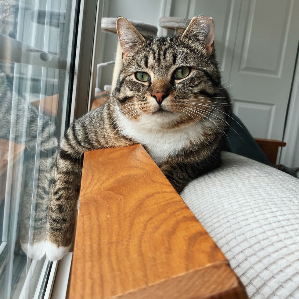 tabby cat window watching