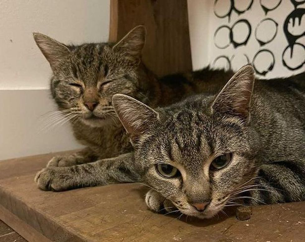 tabby cats, best friends, olive, pickle