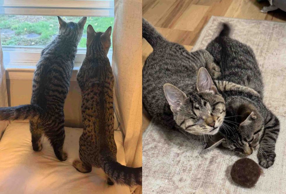 Blind Kitten Tries to Smash into Every other Hepper's Pen, Decided to Be His Absolute best Pal 9 tabby cats best friends