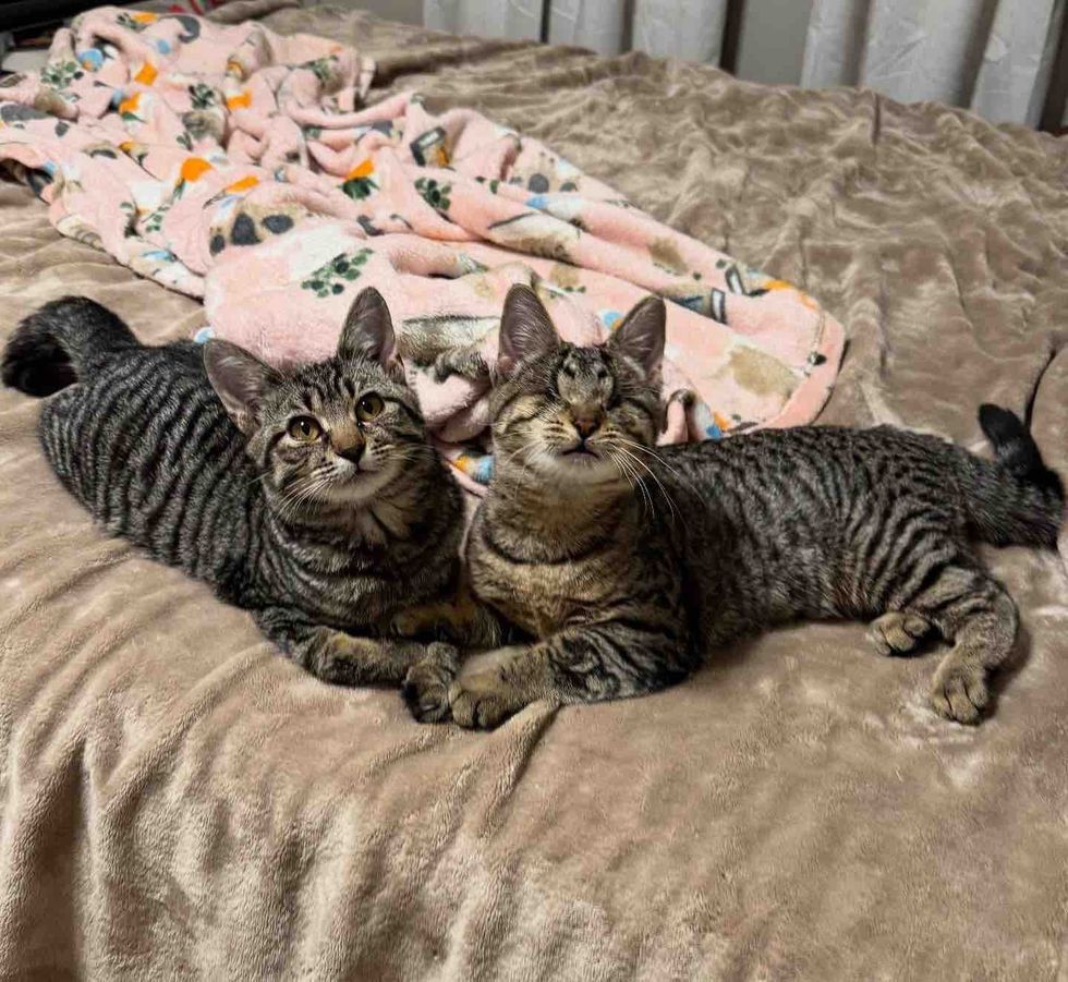 Blind Kitten Tries to Smash into Every other Hepper's Pen, Decided to Be His Absolute best Pal 8 tabby cats hold paws