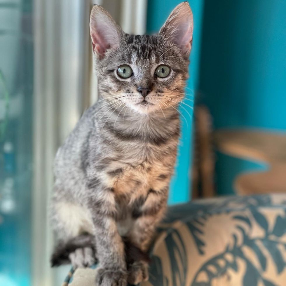 tabby cute kitten ripley