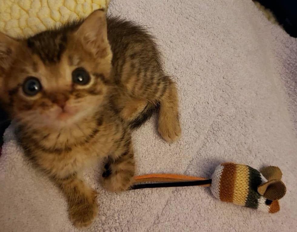tabby, cute, kitten, tiny