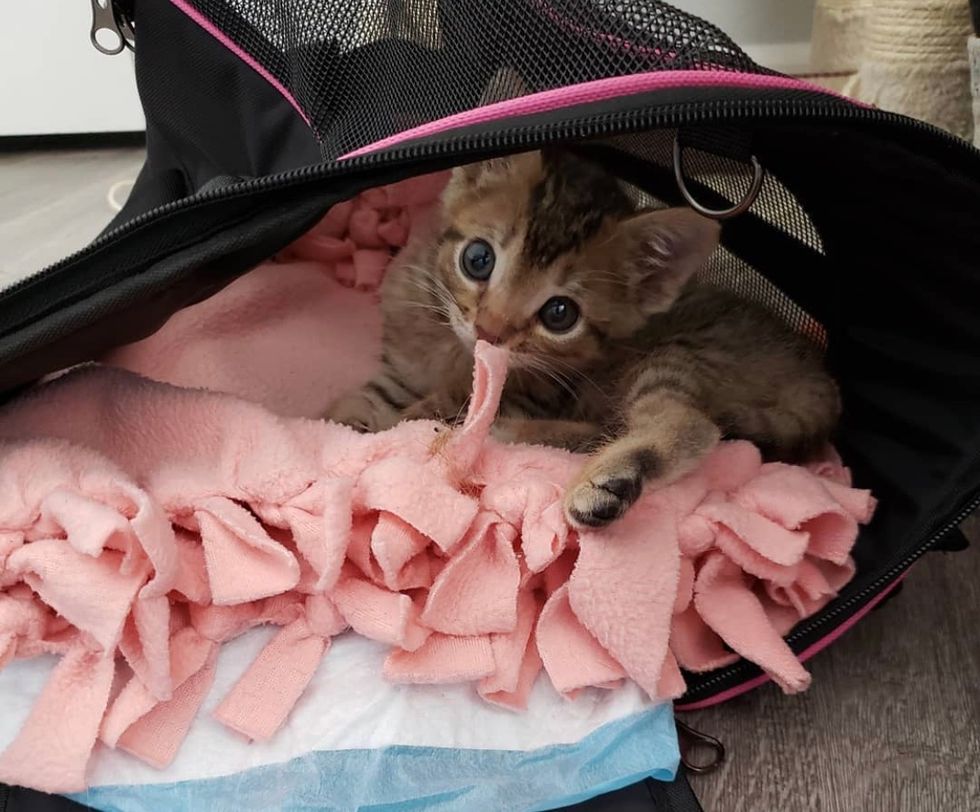 tabby, cute, kitten, tiny