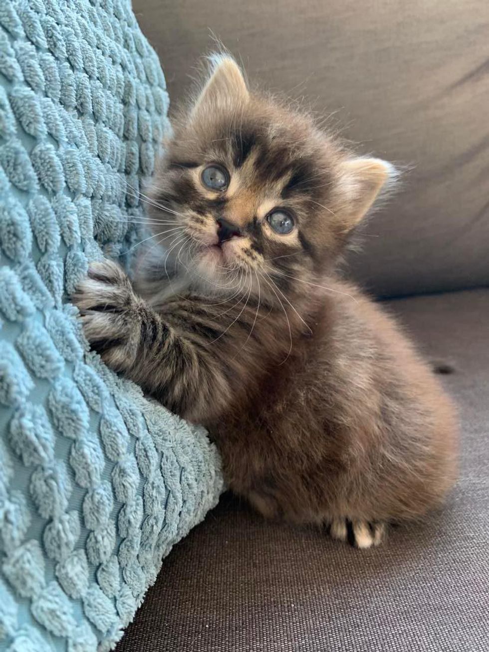 tabby fluffy kitten