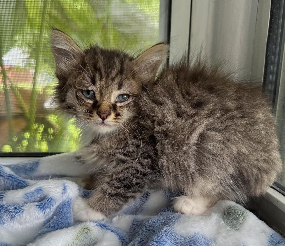 tabby fluffy shy kitten