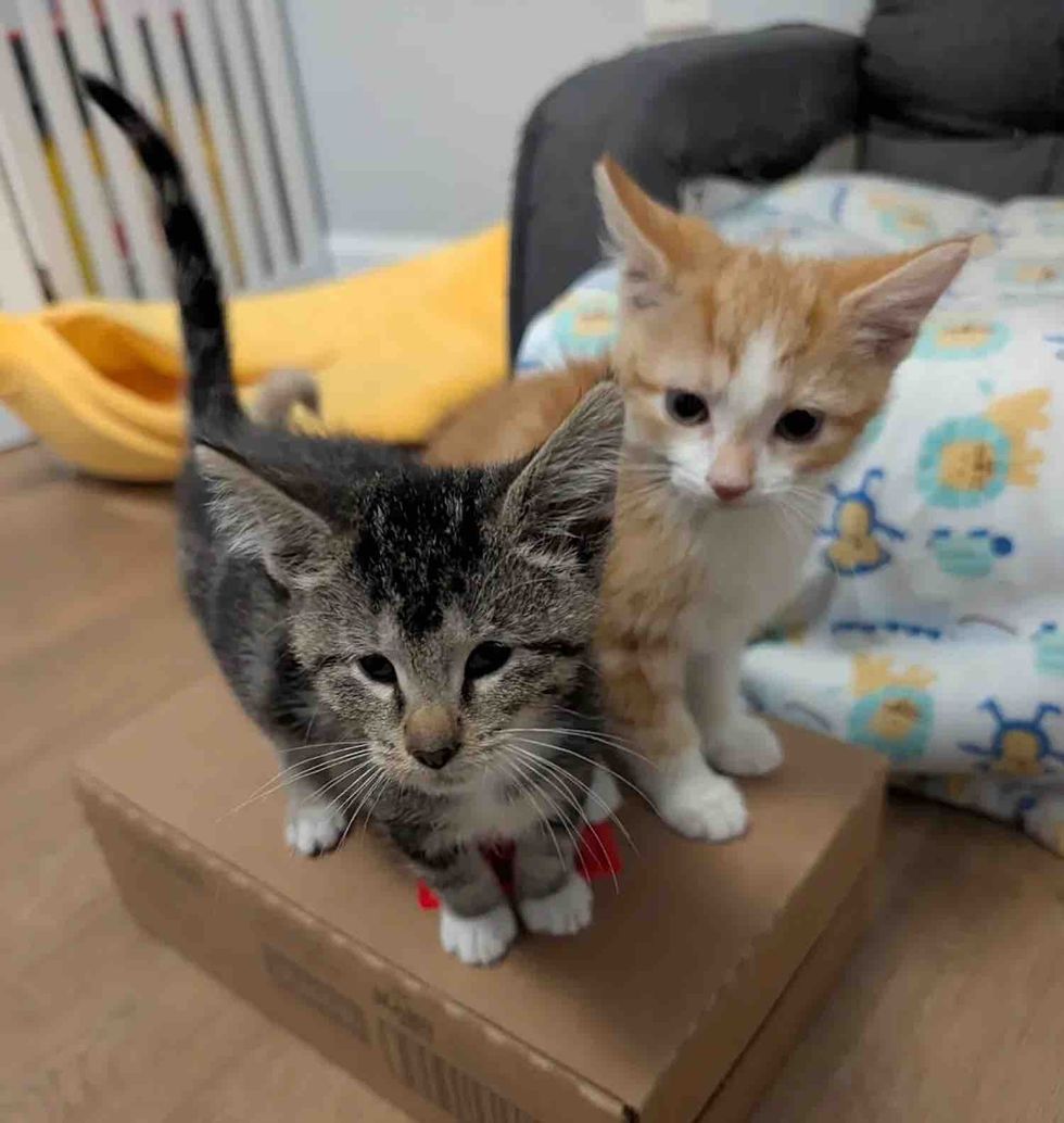 tabby ginger kittens friends