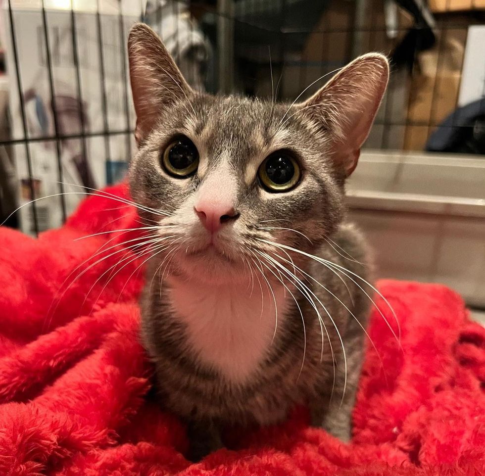 tabby grey cat lilah