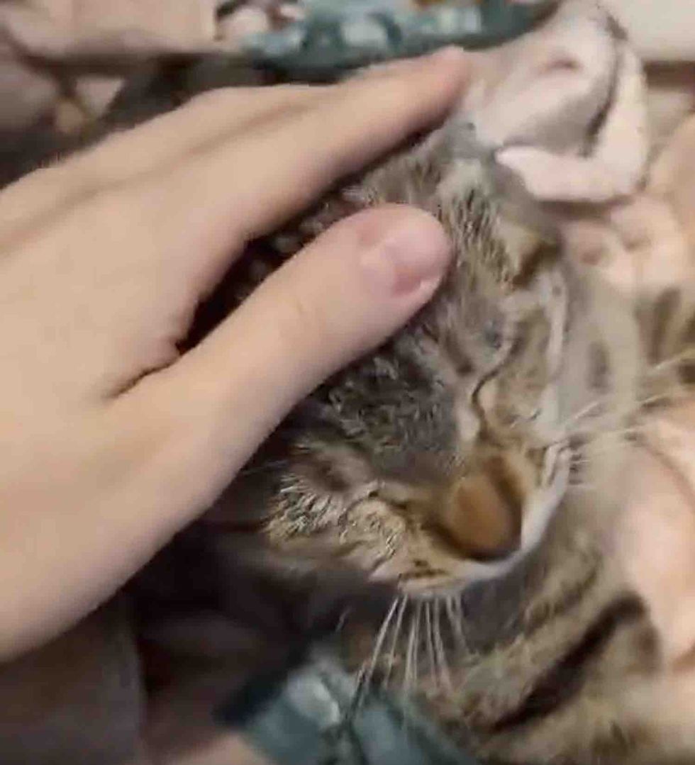 tabby kitten affectionate
