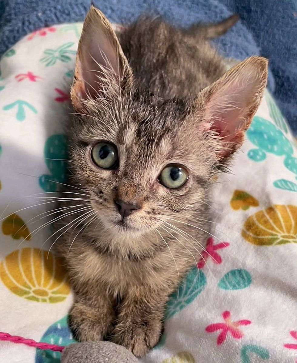 tabby kitten big ears
