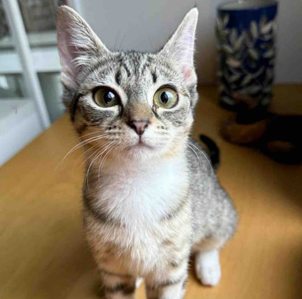 tabby kitten big eyes