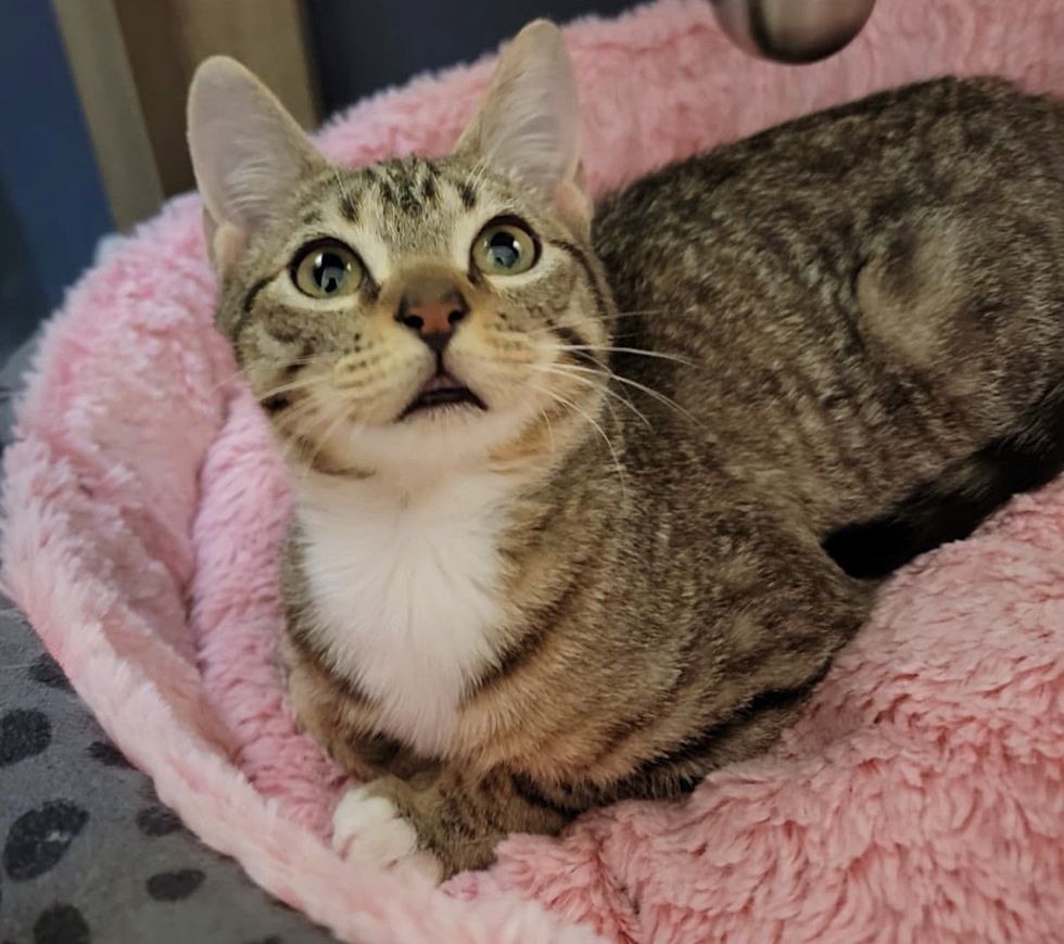 tabby kitten blanket