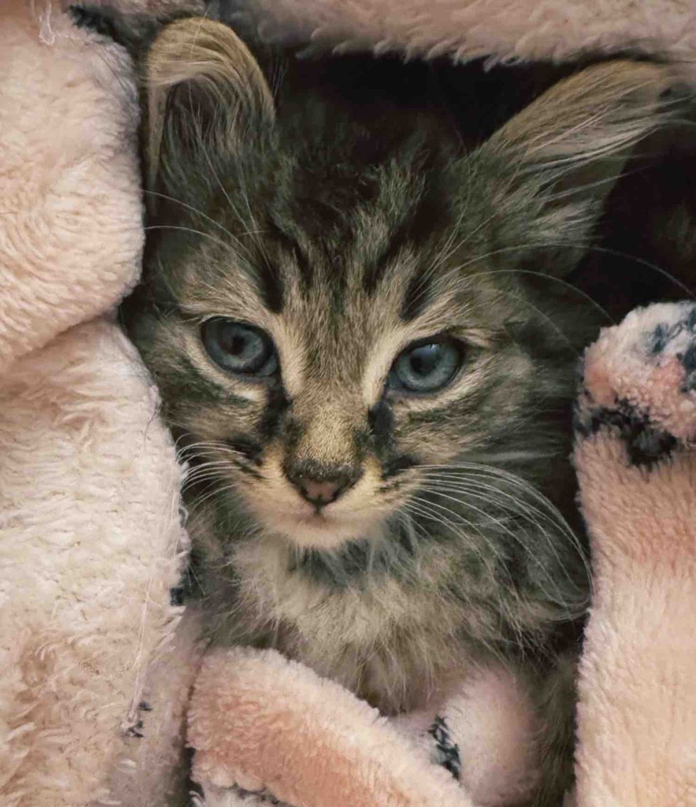 tabby kitten blanket