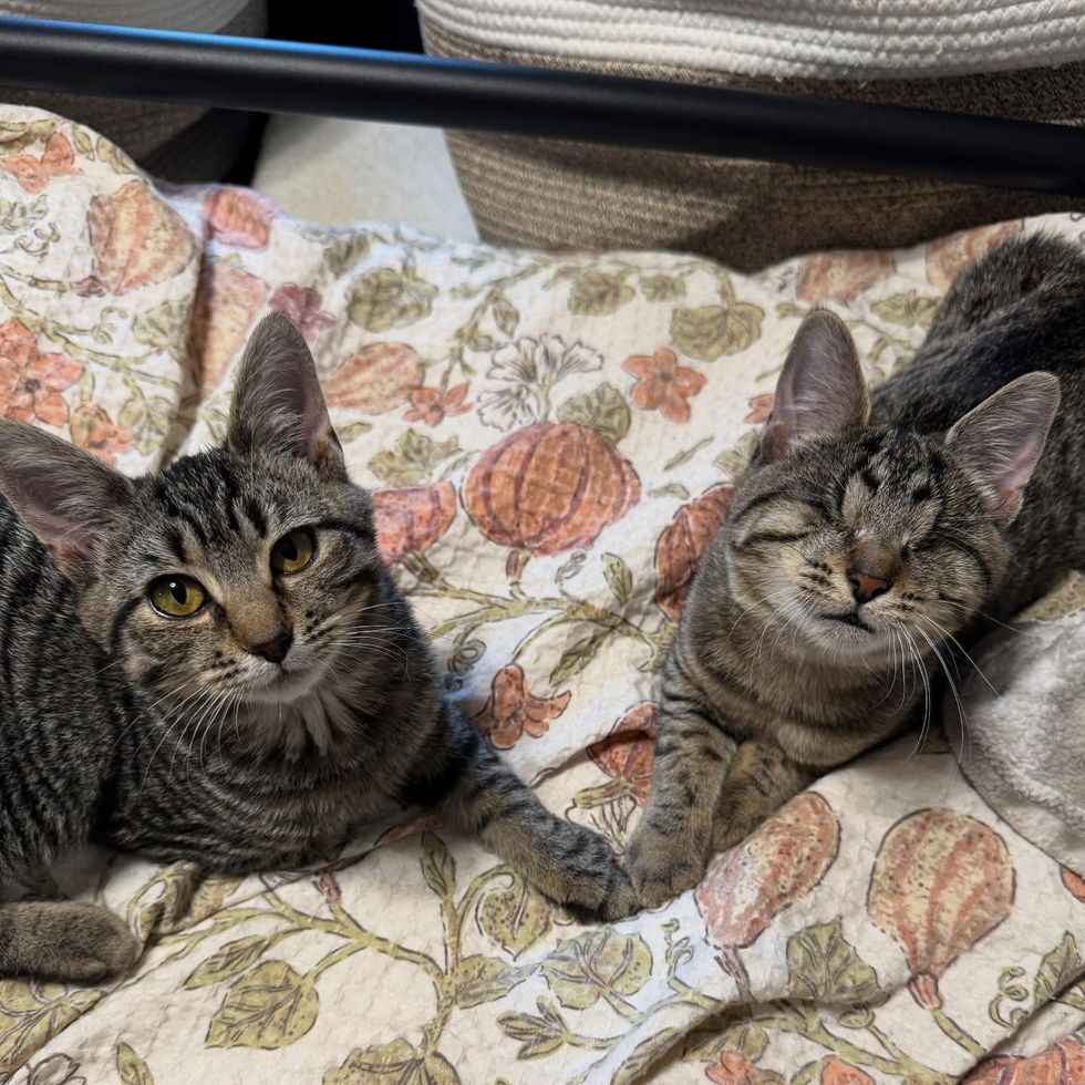 Blind Kitten Tries to Smash into Every other Hepper's Pen, Decided to Be His Absolute best Pal 10 tabby kitten blind cat friends