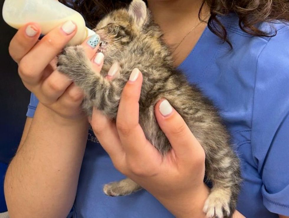 tabby kitten bottle feeding