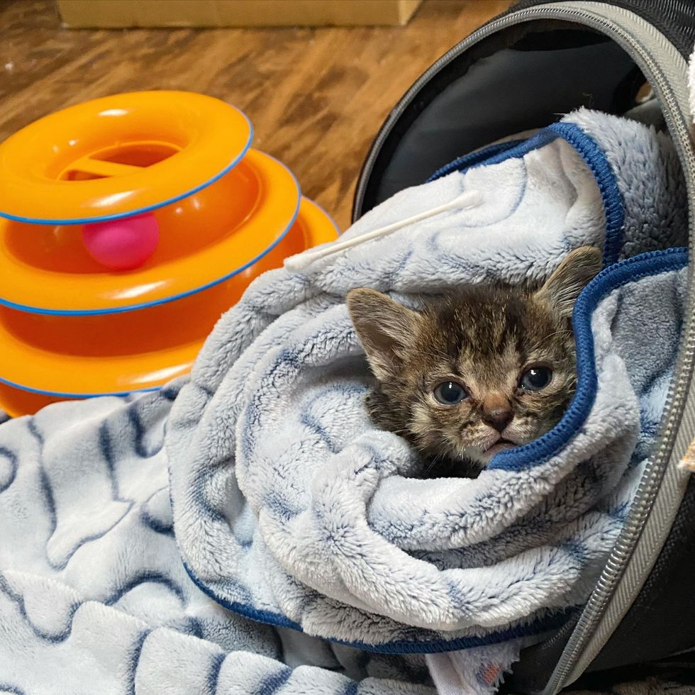 tabby kitten burrito